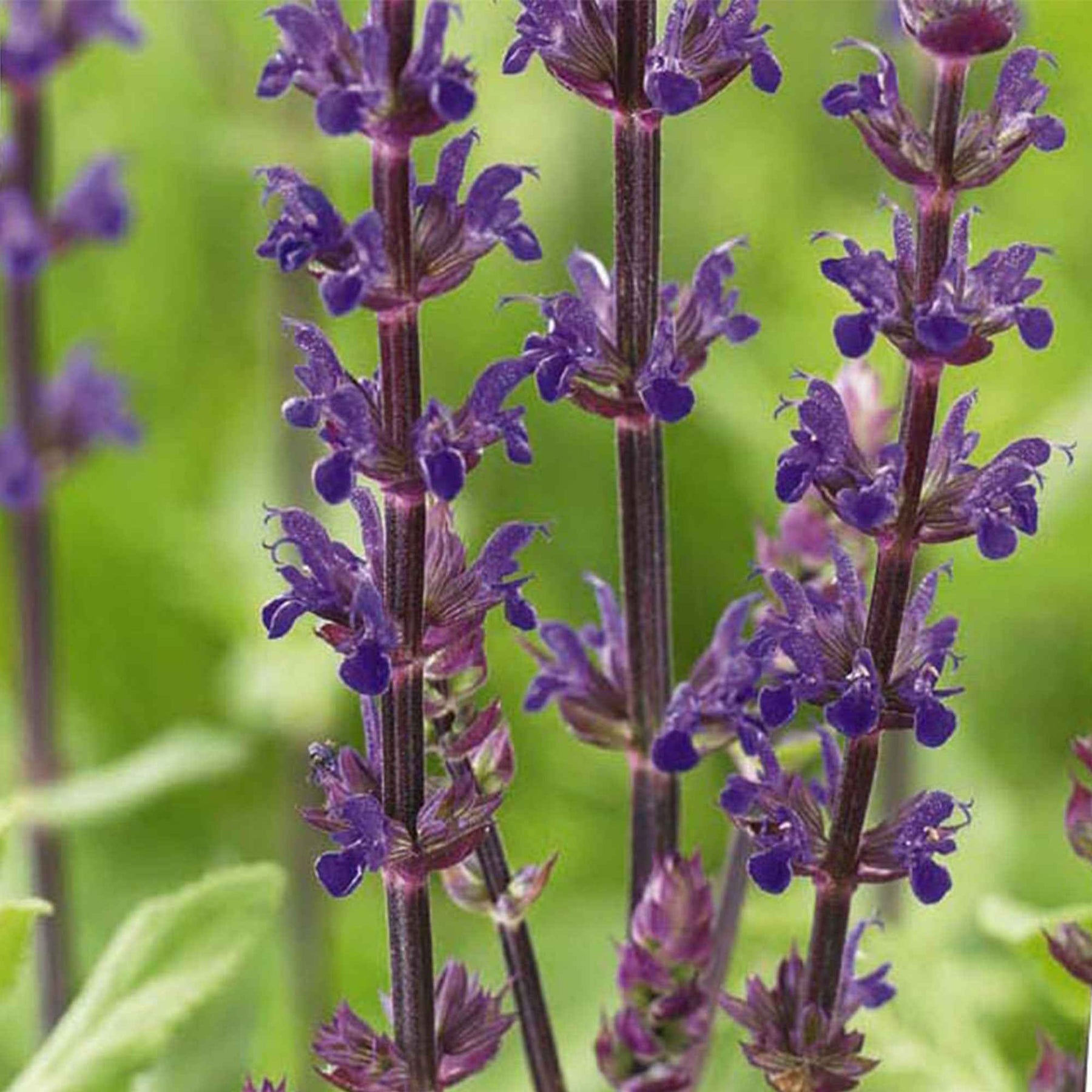 Steppen Salbei 'Caradonna' - Salvia nemorosa caradonna - Willemse