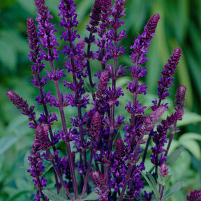 Salvia nemorosa caradonna - Steppen Salbei 'Caradonna' - Salbei