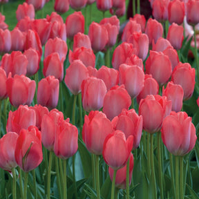 Tulpen 'Van Eijk' (x10) - Tulipa van eijk - Tulpen