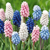 Traubenhyazinthen Mischung (x25) - Muscari - Willemse