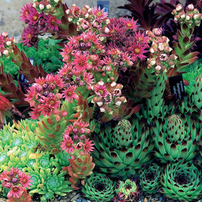 Hauswurz Mischung (x6) - Sempervivum - Willemse