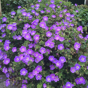 Storchschnabel 'Rozanne' - Willemse