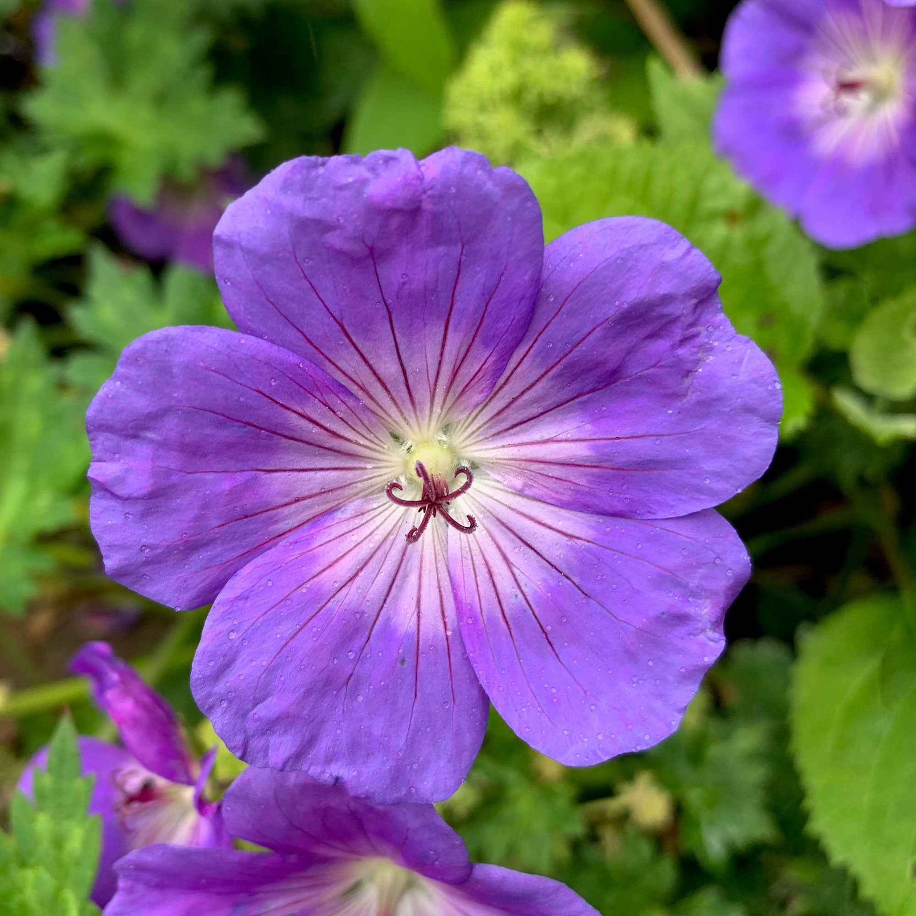 Storchschnabel 'Rozanne' - Geranium gerwat rozanne - Willemse