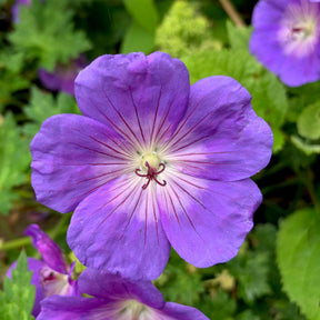 Storchschnabel 'Rozanne' - Geranium gerwat rozanne - Willemse