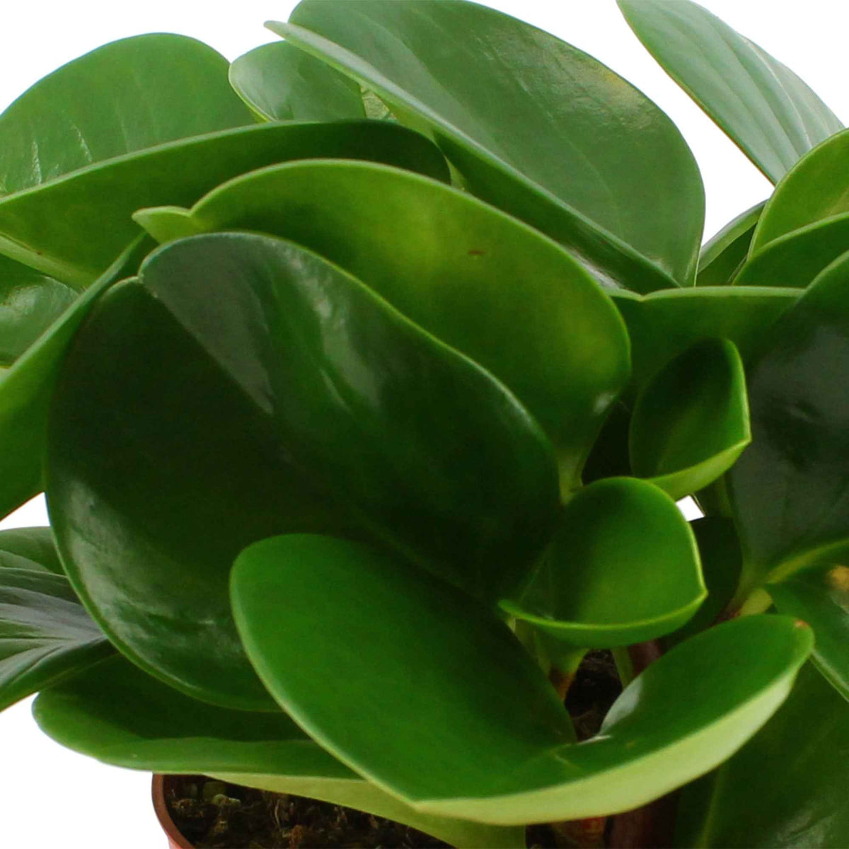 Krokodilstränen Peperomia obtusifolia - Peperomia obtusifolia - Willemse