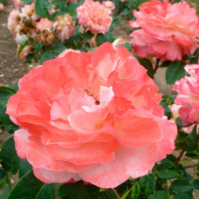 Rosen mit großen Blüten - Edelrose 'Augusta Louise' - Rosa augusta louise