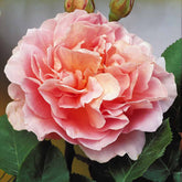 Edelrose 'Augusta Louise' - Rosa augusta louise - Rosen