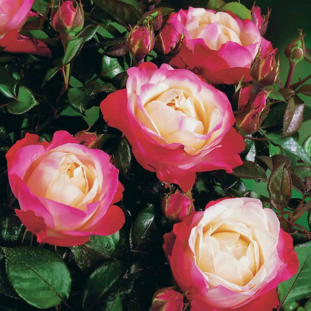 Edelrose 'Nostalgie' - Rosa nostalgie ® - Rosen