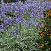 Afrikanische Schmucklilie 'Silver Moon' - Agapanthus silver moon - Stauden