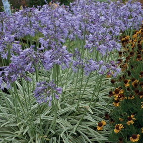 Afrikanische Schmucklilie 'Silver Moon' - Agapanthus silver moon - Stauden