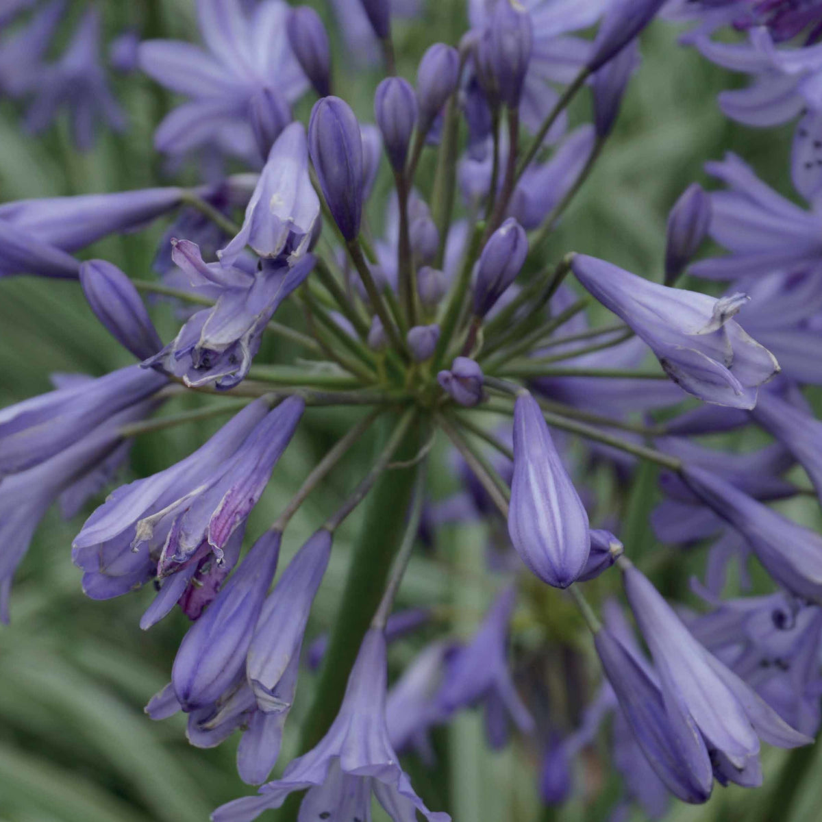 Afrikanische Schmucklilie 'Silver Moon' - Agapanthus silver moon
