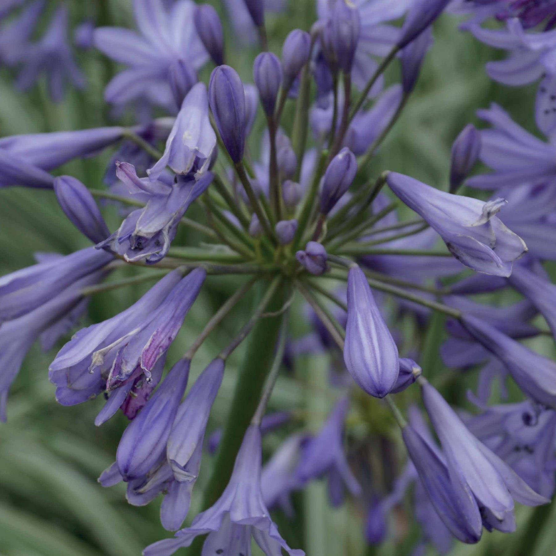 Afrikanische Schmucklilie 'Silver Moon' - Agapanthus silver moon