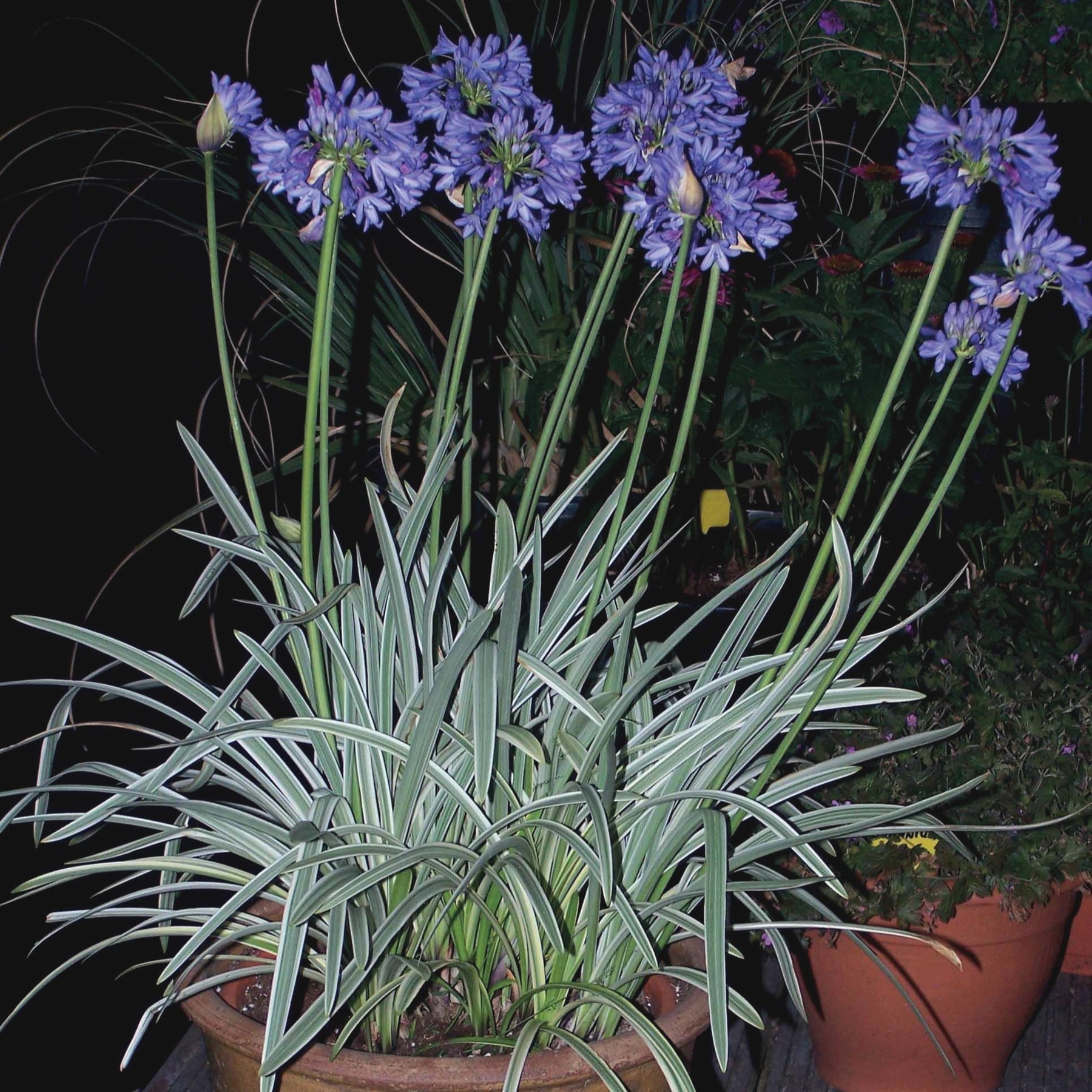 Afrikanische Schmucklilie 'Silver Moon' - Agapanthus silver moon
