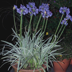 Afrikanische Schmucklilie 'Silver Moon' - Agapanthus silver moon