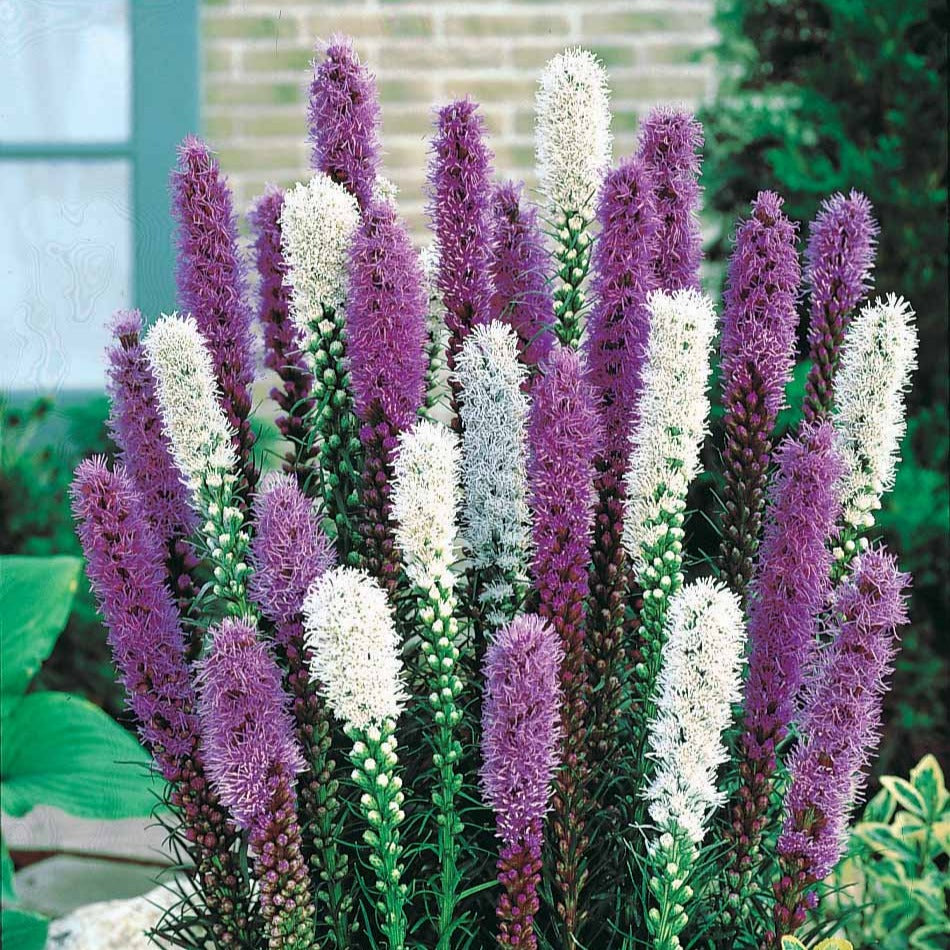 Prachtscharte 'Alba' (x12) - Liatris spicata - Blumenzwiebelmischung
