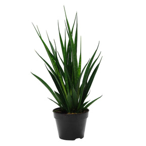 Bogenhanf 'Friends' - Sansevieria kirkii friends - Willemse