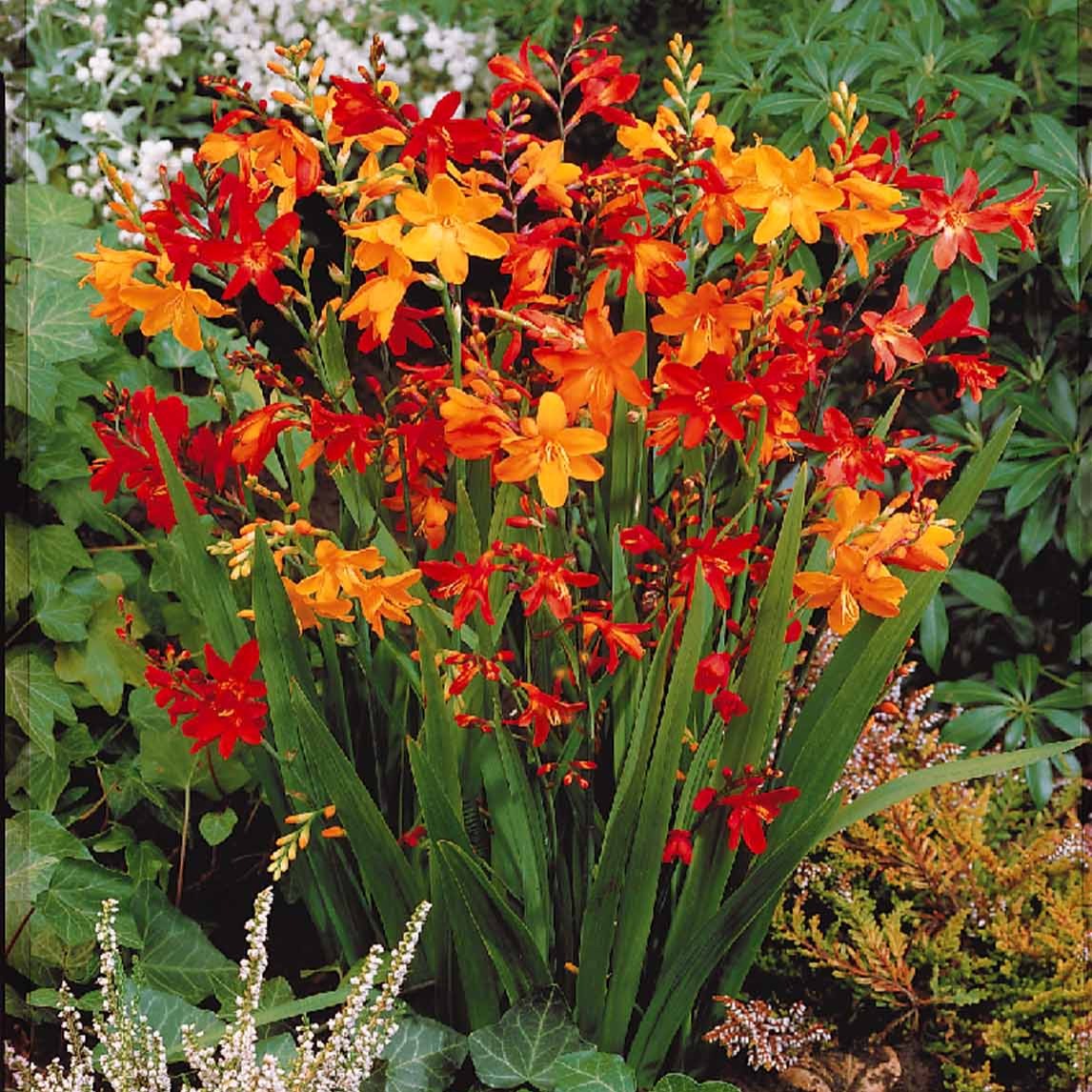 Montbretien Mischung (x30) - Crocosmia