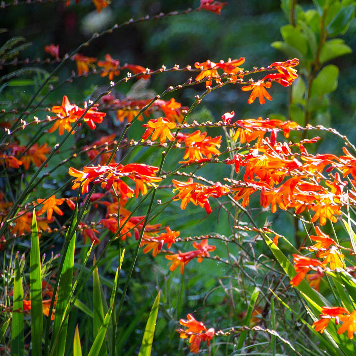 Crocosmia - Montbretien Mischung (x30) - Crocosmia - Montbretie