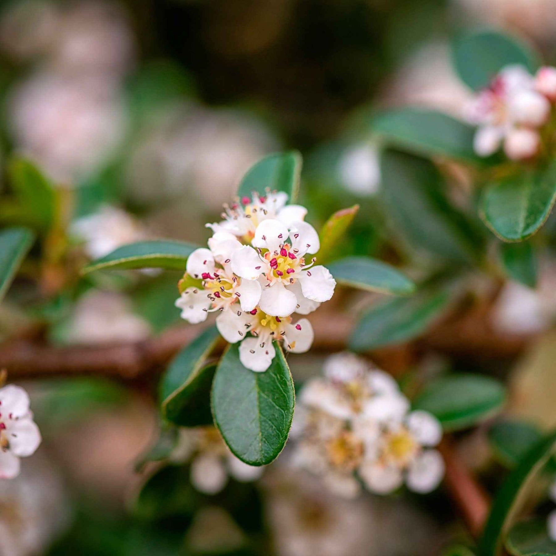 Verkauf Zwergmispel 'Coral Beauty' - Cotoneaster suecicus Coral Beauty