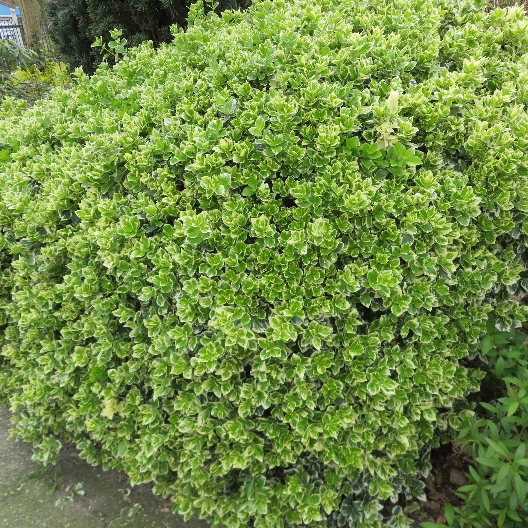Spindelstrauch 'Emerald Gaiety' - Euonymus fortunei emerald gaiety - Willemse