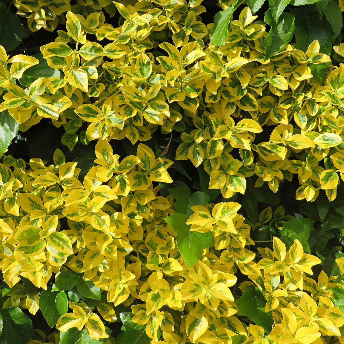 Spindelstrauch 'Emerald Gold' - Euonymus fortunei Emerald and Gold - Willemse