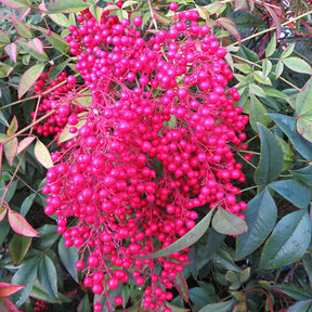 Himmelsbambus 'Firepower' - Blühende Sträucher - Willemse