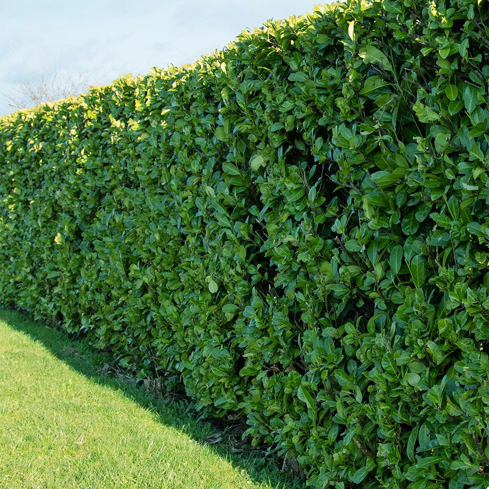 Lorbeerkirsche - Willemse