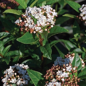Lorbeer-Schneeball - Viburnum tinus - Willemse
