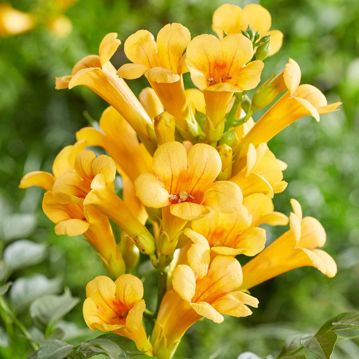 Trompetenblume 'Gold Trumpet' - Willemse