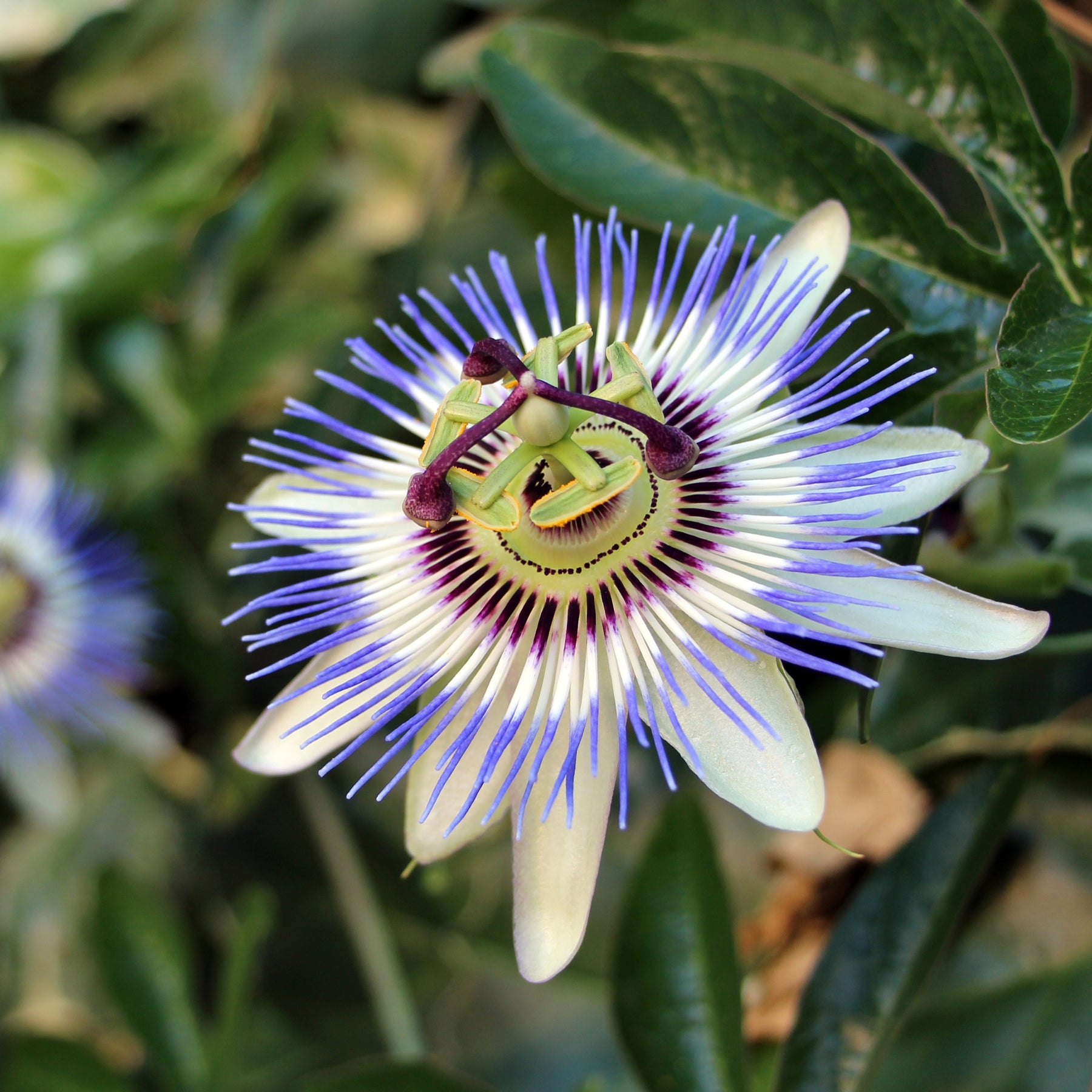 Passionsblume - Passionsblume - Passiflora caerulea