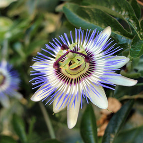 Passionsblume - Passionsblume - Passiflora caerulea