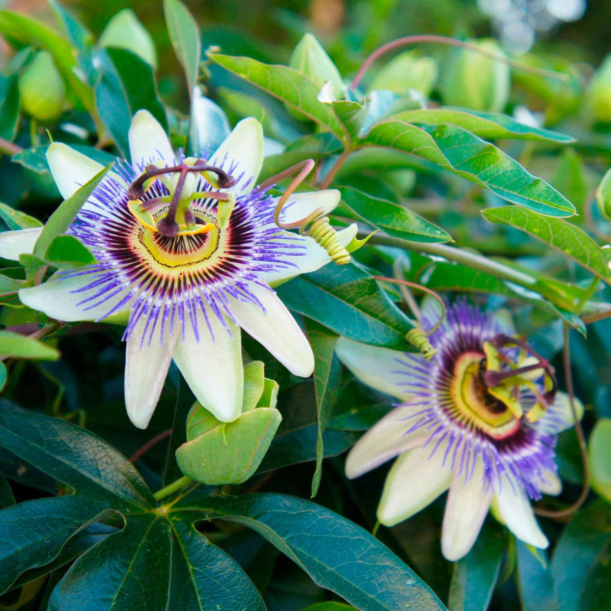 Passionsblume - Passiflora caerulea - Willemse