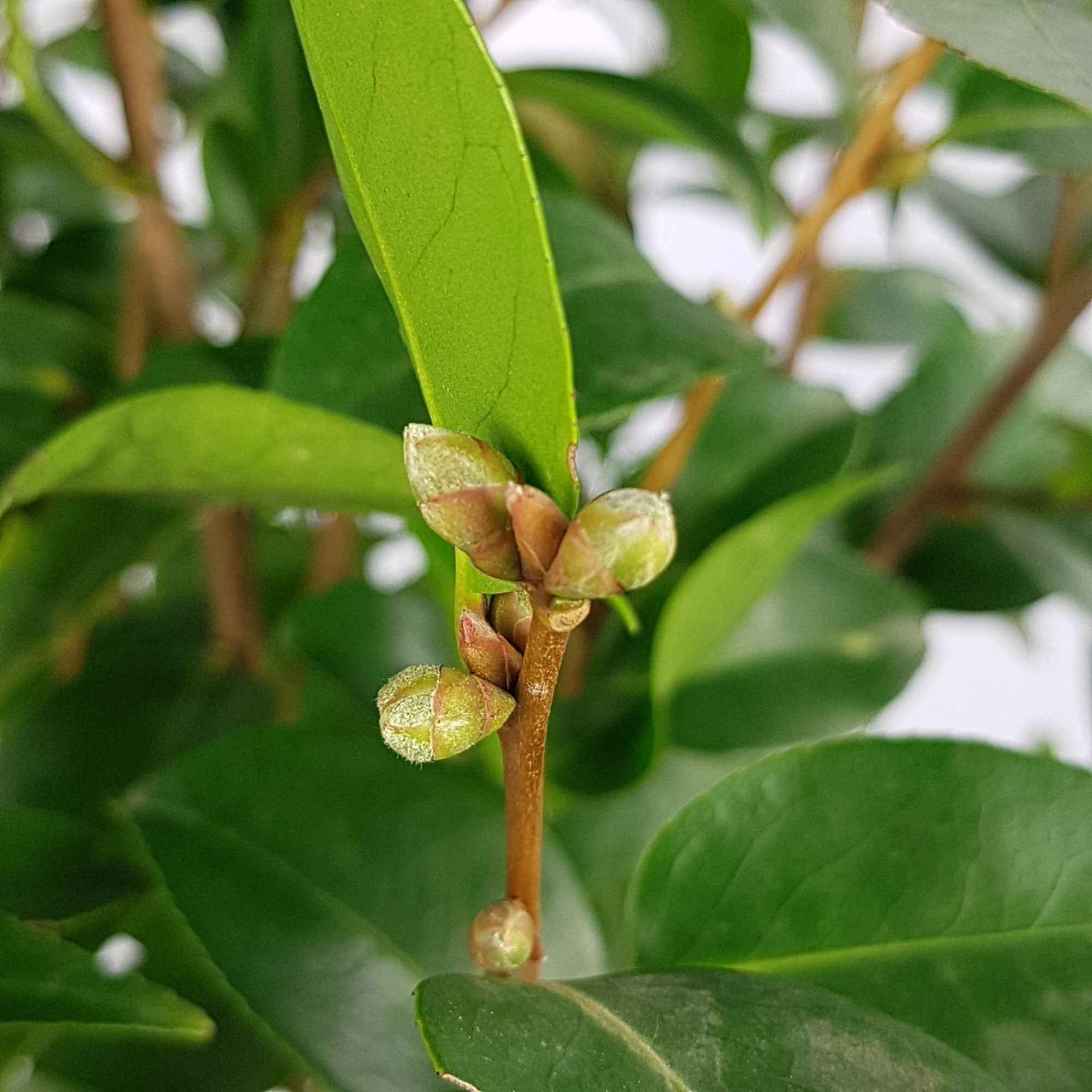 Camélia hybride Spring Festival - Kamelie 'Spring Festival' - Kamelie