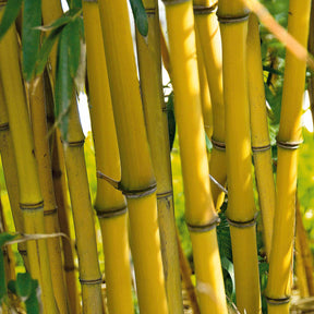 Bambus - Riesenbambus 'Aureocaulis' - Phyllostachys aureosulcata aureocaulis