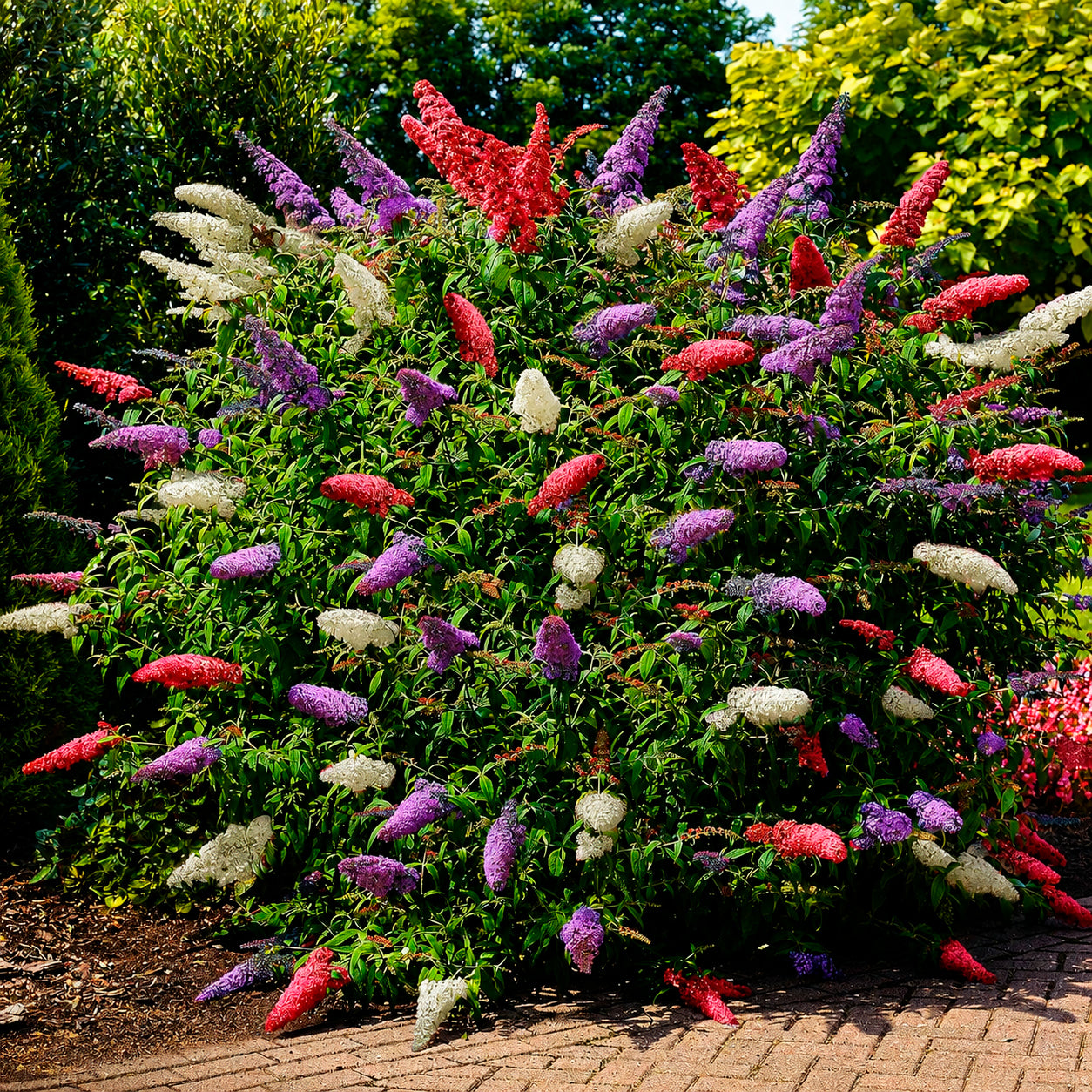 Schmetterlingsflieder 'Tricolor' - Willemse