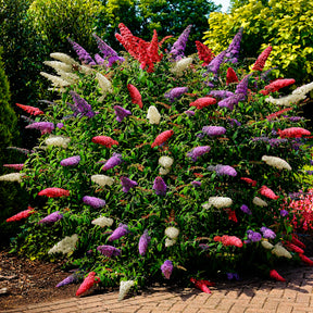 Schmetterlingsflieder 'Tricolor' - Willemse