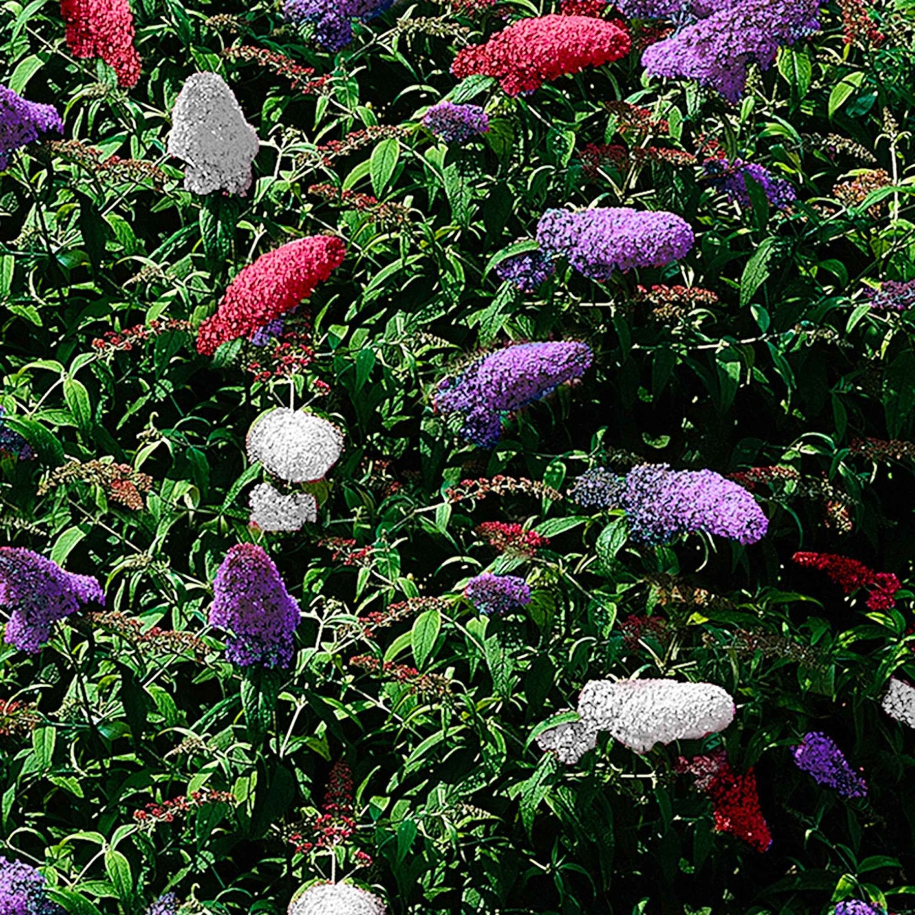Schmetterlingsflieder 'Tricolor' - Buddleja davidii empire blue, pinkdelight, white - Willemse