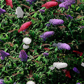 Schmetterlingsflieder 'Tricolor' - Buddleja davidii empire blue, pinkdelight, white - Willemse