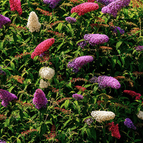 Schmetterlingsflieder 'Tricolor' - Buddleja davidii empire blue, pinkdelight, white - Willemse