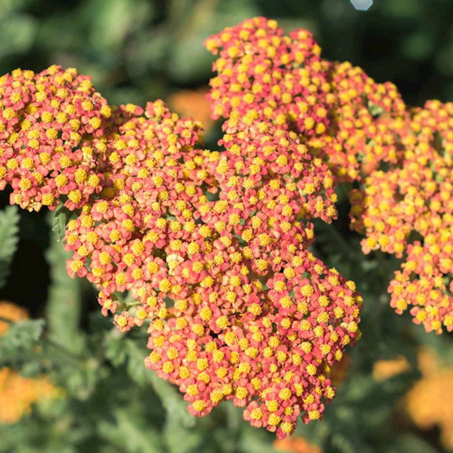 Schafgarbe 'Walther Funcke' - Achillea hybride Walter Funcke - Willemse
