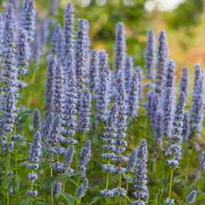Duftnessel 'Blue Fortune' - Willemse