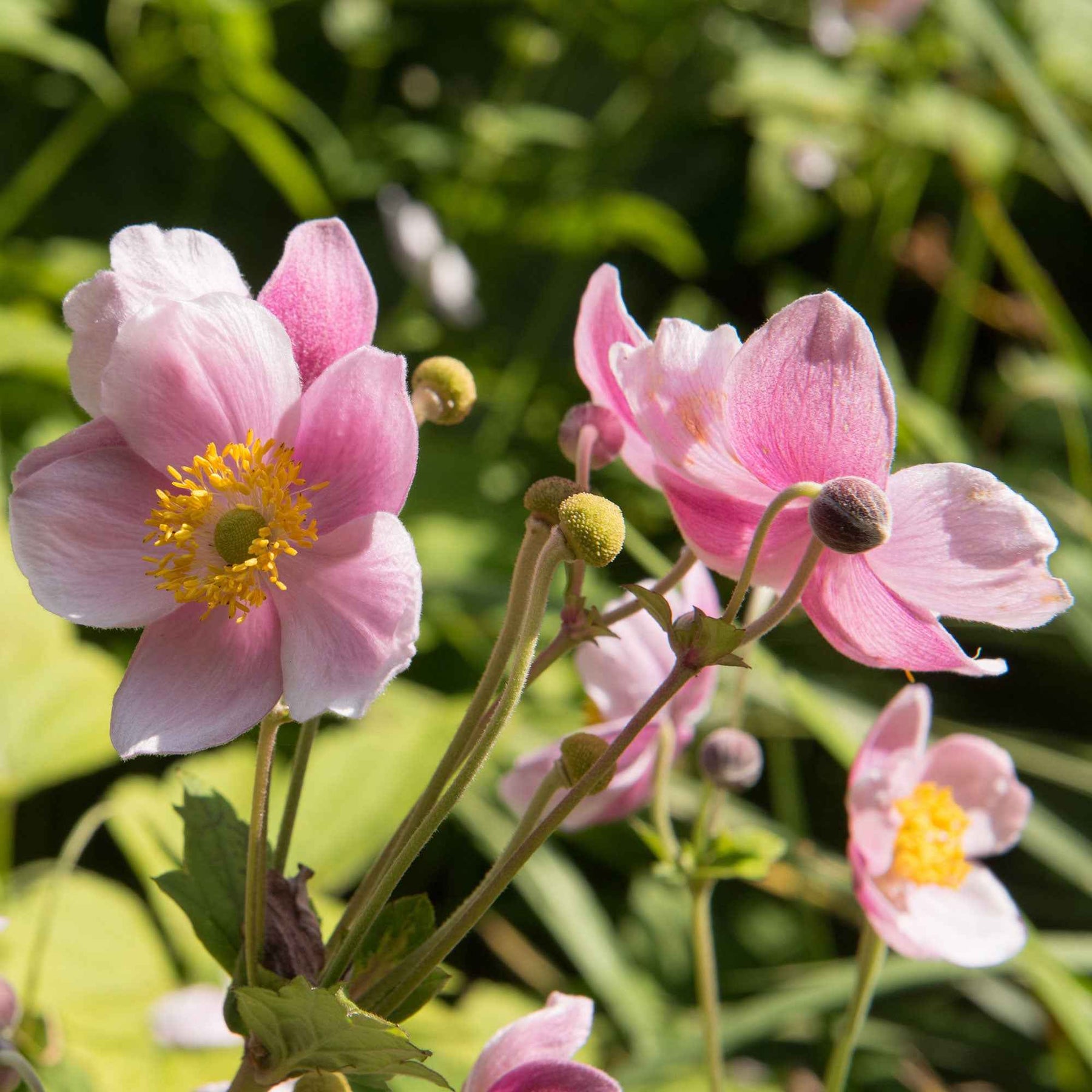 Herbstanemone 'September Charm' - Anemone hupehensis September Charm - Willemse