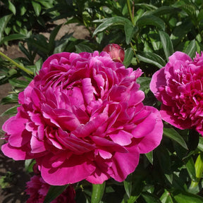 Pfingstrosen - Trio rosa und rote Pfingstrosen - 