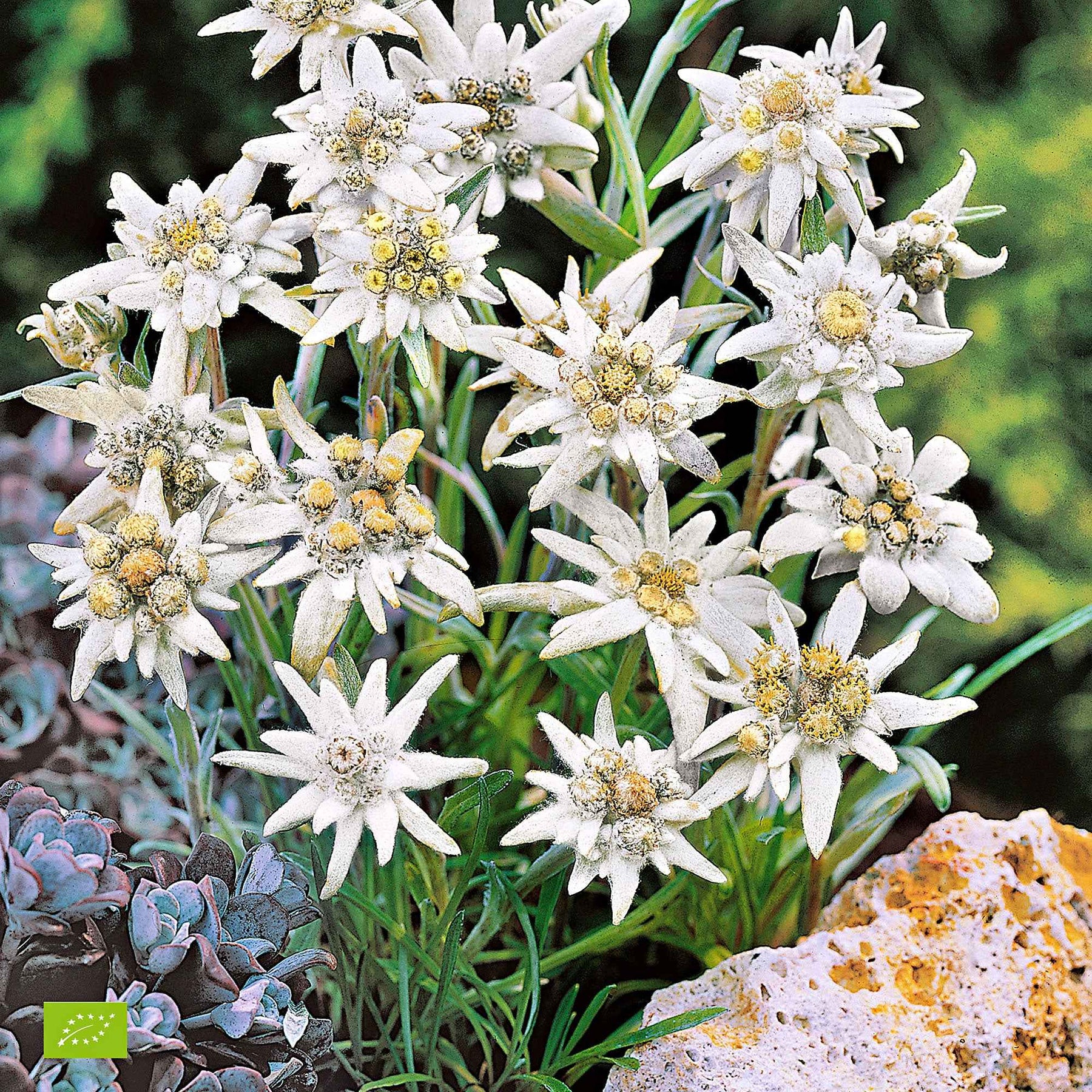 Leontopodium alpinum - Alpen-Edelweiss - Stauden