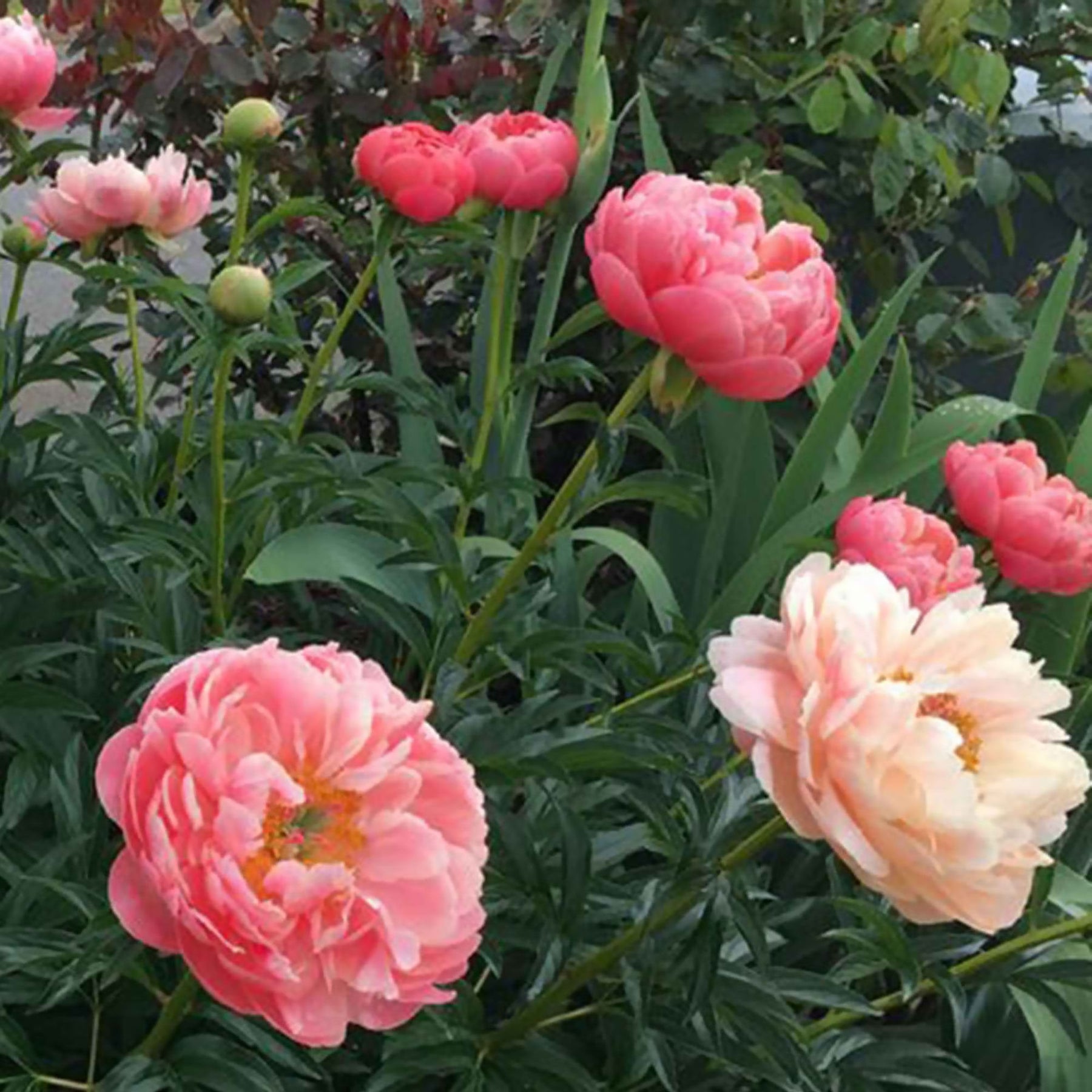 Pfingstrose Paeonia 'Coral Sunset' - Paeonia lactiflora Coral Sunset - Willemse