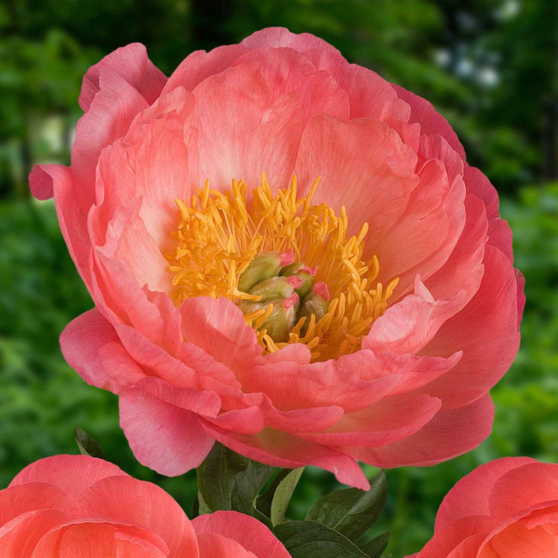 Pfingstrosen - Pfingstrose Paeonia 'Coral Sunset' - Paeonia lactiflora Coral Sunset