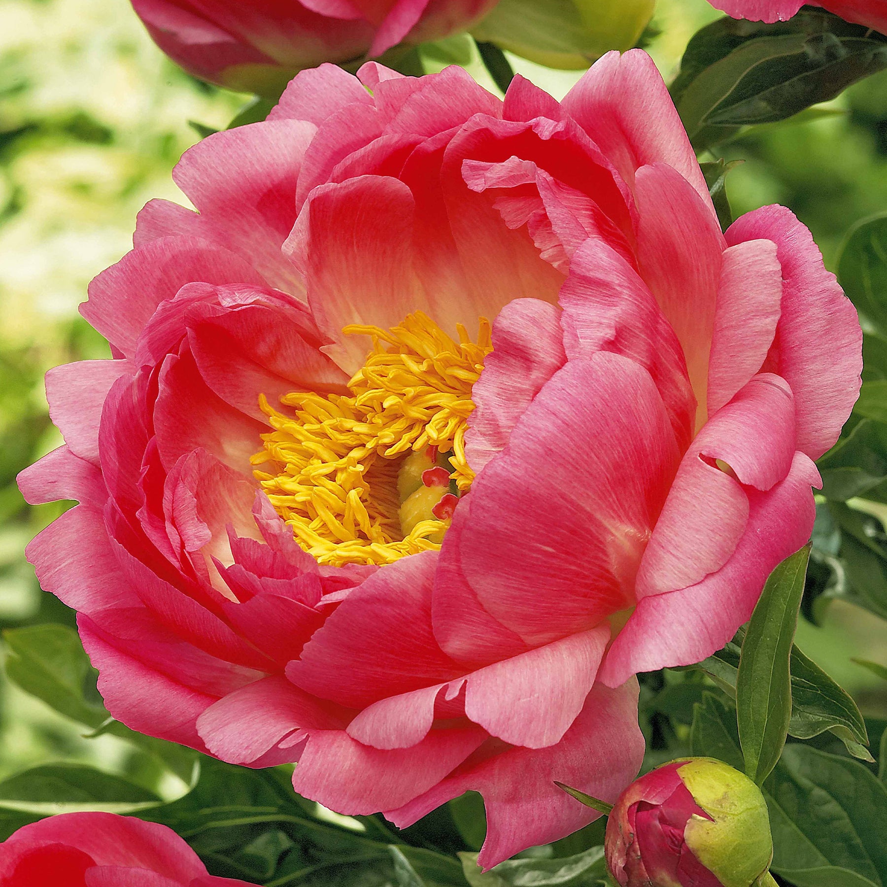 Pfingstrose Paeonia 'Coral Sunset' - Paeonia coral sunset - Stauden