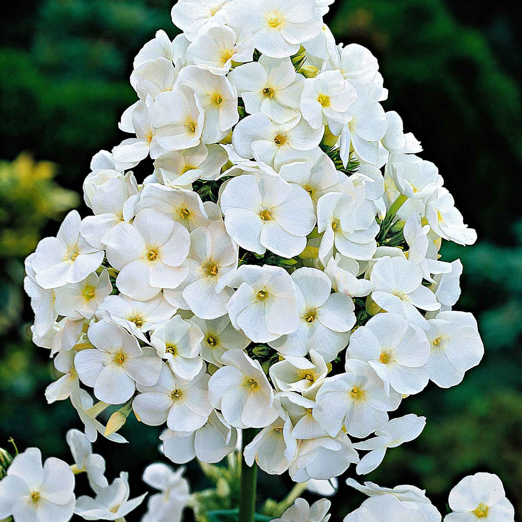 Verkauf Hohe Flammenblume 'White Admiral' - Phlox paniculata white admiral