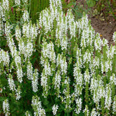 Steppensalbei 'Schneehügel' - Salvia nemorosa schneehügel - Willemse