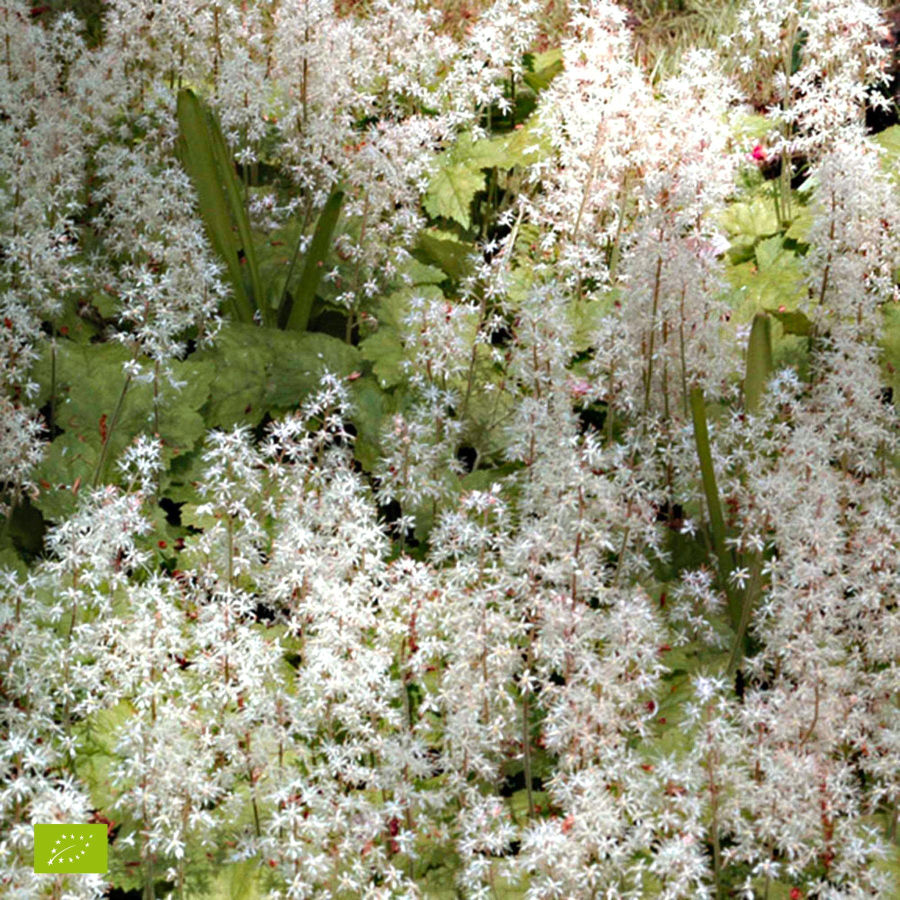 Schaumblüte 'Pink Skyrocket' - Tiarella Pink Skyrocket - Willemse